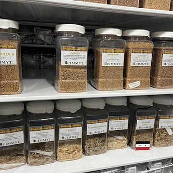 Seed Bank at CIMMYT