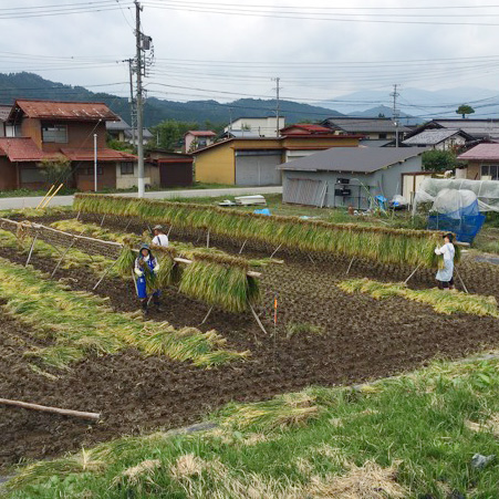 Rice Drying