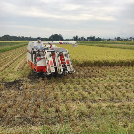 Rice Harvester