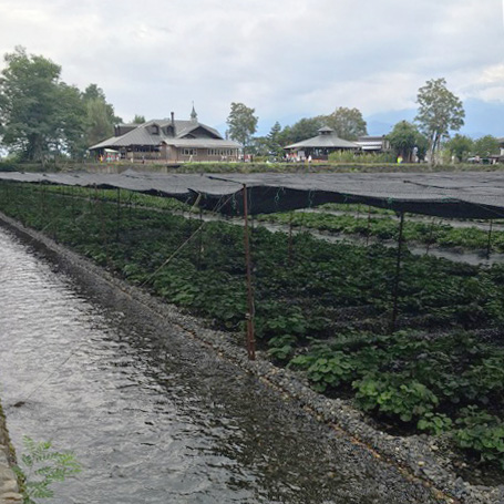 Wasabi Farm