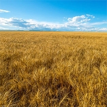 2026 Riverine Plains USA Mexico Agri Tour